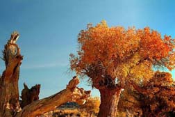 木壘哈薩克網站建設